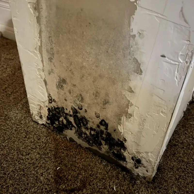 Professional Mold Removal in Petaluma, CA